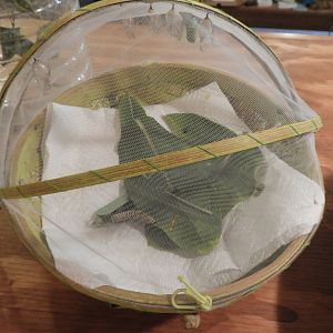 Monarch caterpillar exhibit - Butterfly Gardens of Wisconsin