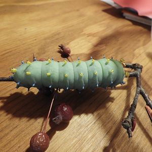 Cecropia Moth (Hyalophora cecropia) caterpillar