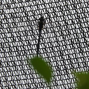 prob. Green-Striped Darner (Aeshna verticalis)