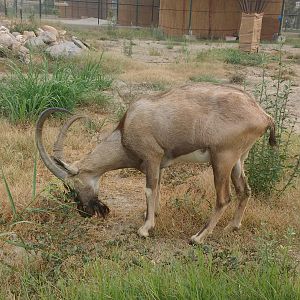 Sindh Ibex - Peshawar Zoo 9/9/2018
