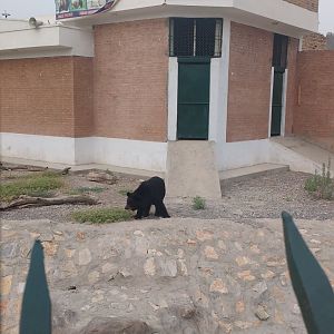 Himalayan black bear - Peshawar Zoo 9/9/2018