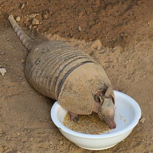 nine-banded armadillo