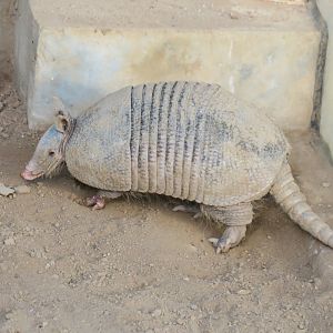 nine-banded armadillo