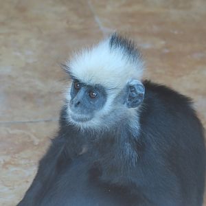 Laotian langur (Trachypithecus laotum)