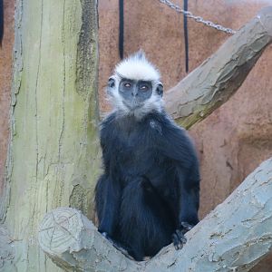 Laotian langur (Trachypithecus laotum)