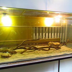 Exotarium, dwarf sand boa exhibit