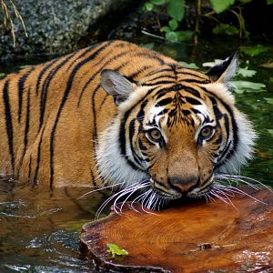 Indochinese Tiger