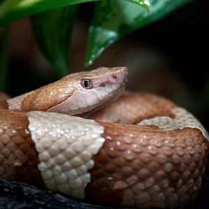 Northern Copperhead
