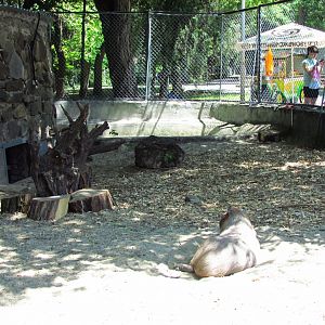 2nd capybara exhibit