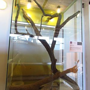 Exotarium, Caucasian agama exhibit