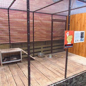 Exotarium, lowland paca exhibit