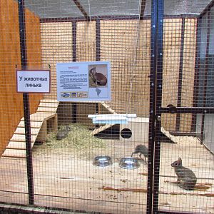 Exotarium, Chacoan mara exhibit