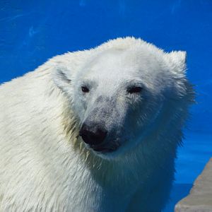 Polar bear female