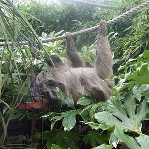 Linne's Two-toed Sloth