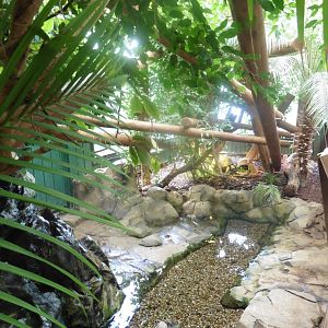 CZ Design: Iguana Forest House