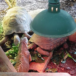 South American Yellow-footed Tortoise