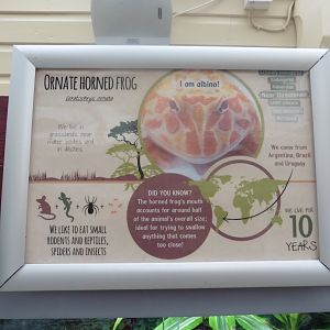 Ornate Horned Frog Interpretation Sign