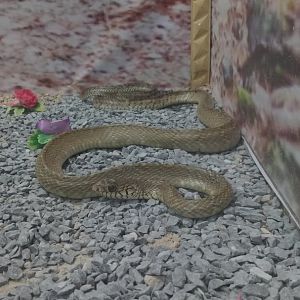 Indian rat snake - Peshawar Zoo 9/9/2018
