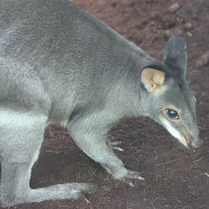 Dusky pademelon
