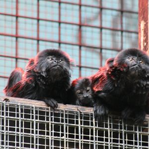 Goeldi's tamarins with young