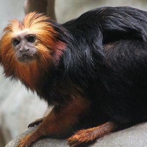 Golden-headed tamarin