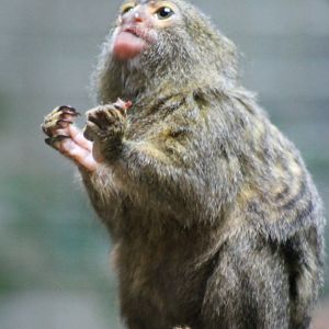 Pygmy marmoset