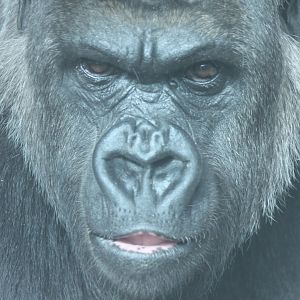 Western lowland gorilla