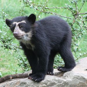 Young Andean bear
