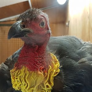 Australian brushturkey