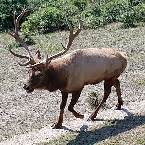 Tule elk
