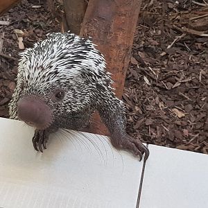 Prehensile-tailed porcupine