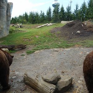 8/11/2018 - Brown Bear Habitat