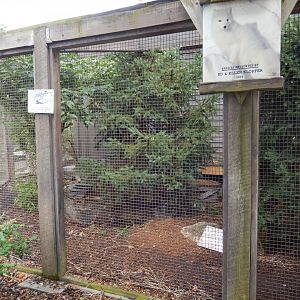 8/11/2018 - Arctic Fox Exhibit