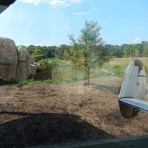 8/11/2018 - African Lion Habitat