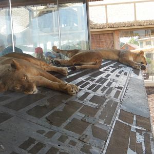 8/11/2018 - Lazing in the Wing