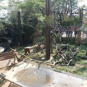 8/11/2018 - Vervet Monkey Exhibit