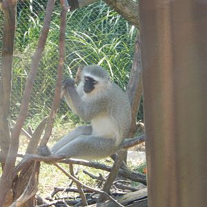 8/11/2018 - Vervet Monkey