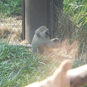8/11/2018 - Baby Vervet Monkey