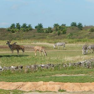 8/11/2018 - Greater Kudus and Grant's Zebras