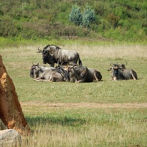 8/11/2018 - Wildebeest