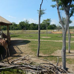 8/11/2018 - Savanna Habitats