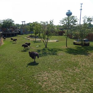 8/11/2018 - Waterhole Habitat