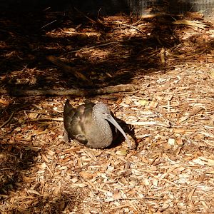 8/11/2018 - White-Faced Ibis(?)