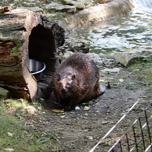 8/11/2018 - Beaver