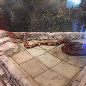 8/11/2018 - Reticulated Python