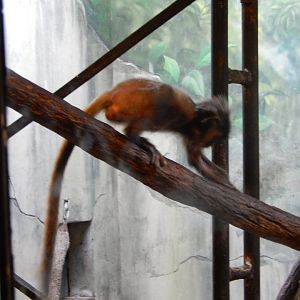 8/11/2018 - Baby Silvered Leaf Langur