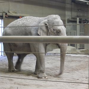 8/11/2018 - Asian Elephant Cow
