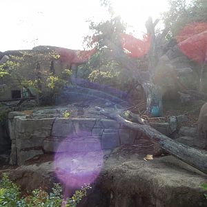 8/11/2018 - Sloth Bear Habitat