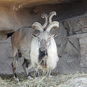 8/11/2018 - Male Markhor