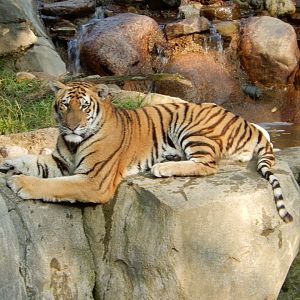 8/11/2018 - Amur Tiger